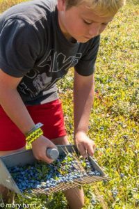 Raking Blueberries